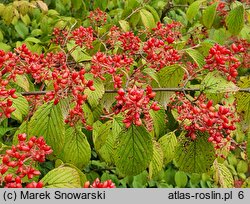 Viburnum plicatum (kalina japońska)