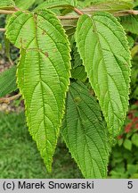 Viburnum plicatum (kalina japońska)