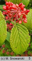 Viburnum plicatum (kalina japońska)