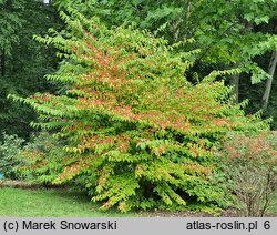 Viburnum plicatum (kalina japońska)