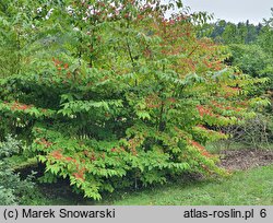 Viburnum plicatum (kalina japońska)