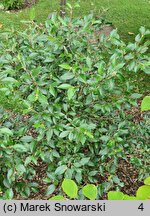 Viburnum plicatum Eskimo