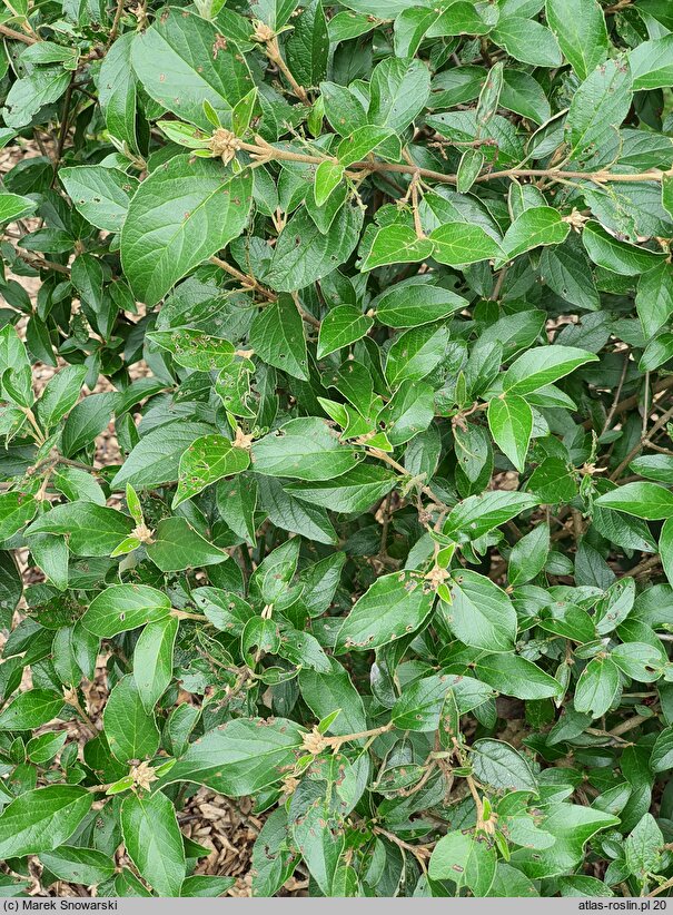 Viburnum plicatum Eskimo