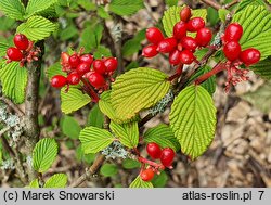 Viburnum plicatum Pink Beauty