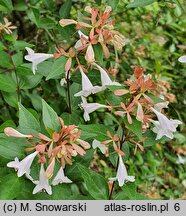 Abelia ×grandiflora Minaud