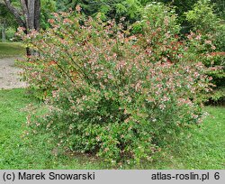 Abelia ×grandiflora Minaud