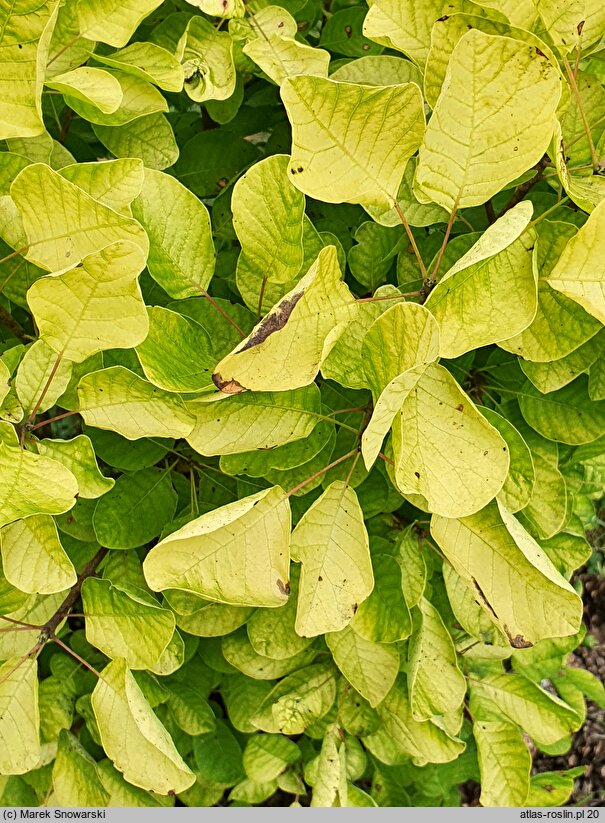 Cotinus coggygria Ancot