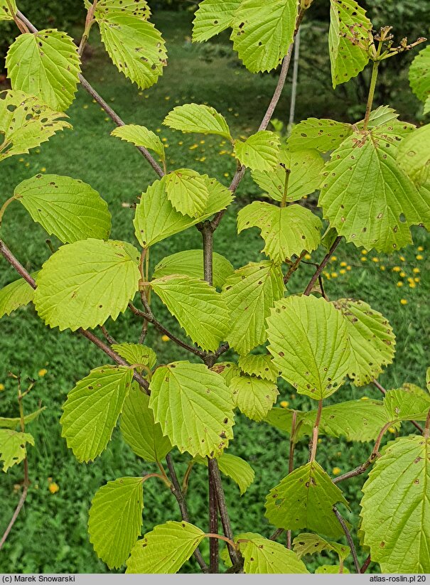 Viburnum scabrellum