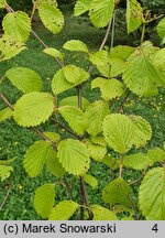 Viburnum scabrellum