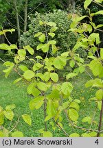 Viburnum scabrellum