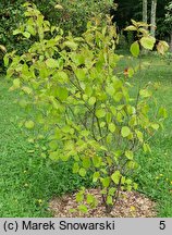 Viburnum scabrellum