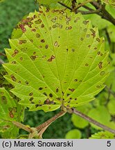 Viburnum scabrellum