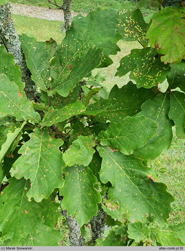 Quercus mongolica (dąb mongolski)