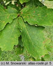 Quercus mongolica (dąb mongolski)