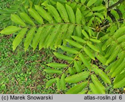 Pterocarya rhoifolia (skrzydłorzech japoński)