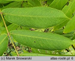 Pterocarya rhoifolia (skrzydłorzech japoński)