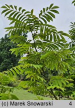 Pterocarya rhoifolia (skrzydłorzech japoński)