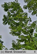 Pterocarya rhoifolia (skrzydłorzech japoński)