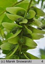 Pterocarya stenoptera (skrzydłorzech chiński)