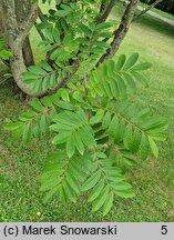 Pterocarya stenoptera (skrzydłorzech chiński)