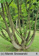 Pterocarya stenoptera (skrzydłorzech chiński)