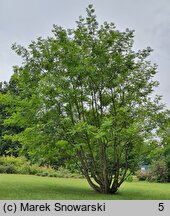 Pterocarya stenoptera (skrzydłorzech chiński)