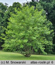 Pterocarya stenoptera (skrzydłorzech chiński)