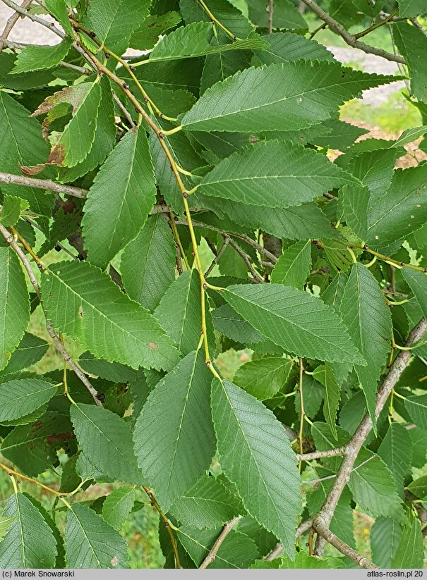 Ulmus pumila (wiąz syberyjski)