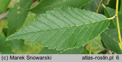 Ulmus pumila (wiąz syberyjski)