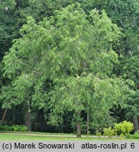 Ulmus pumila (wiąz syberyjski)