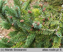 Picea sitchensis (świerk sitkajski)