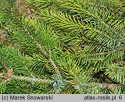 Picea sitchensis (świerk sitkajski)