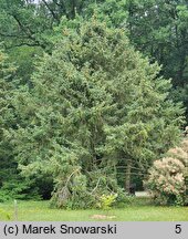 Picea sitchensis (świerk sitkajski)