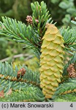 Picea sitchensis (świerk sitkajski)