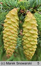 Picea sitchensis (świerk sitkajski)