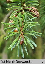 Picea jezoensis (świerk ajański)