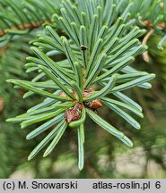 Picea jezoensis (świerk ajański)