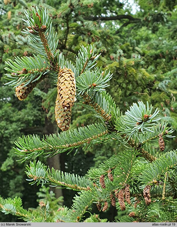 Picea jezoensis (świerk ajański)