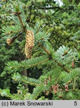 Picea jezoensis (świerk ajański)