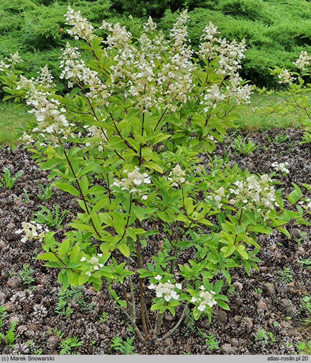 Hydrangea paniculata Tardiva