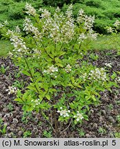 Hydrangea paniculata Tardiva