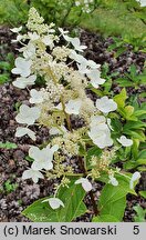 Hydrangea paniculata Tardiva