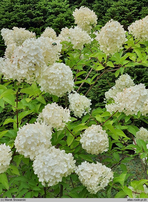 Hydrangea paniculata Polar Bear