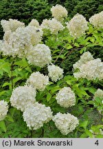 Hydrangea paniculata Polar Bear