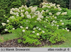 Hydrangea paniculata Polar Bear