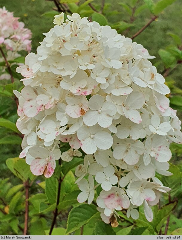 Hydrangea paniculata Sundae Fraise