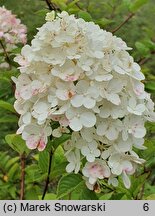 Hydrangea paniculata Sundae Fraise