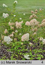 Hydrangea paniculata Sundae Fraise