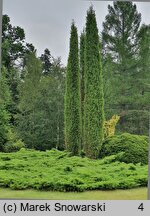 Juniperus communis Columnaris