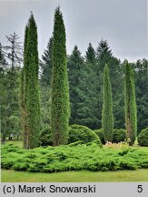 Juniperus communis Columnaris